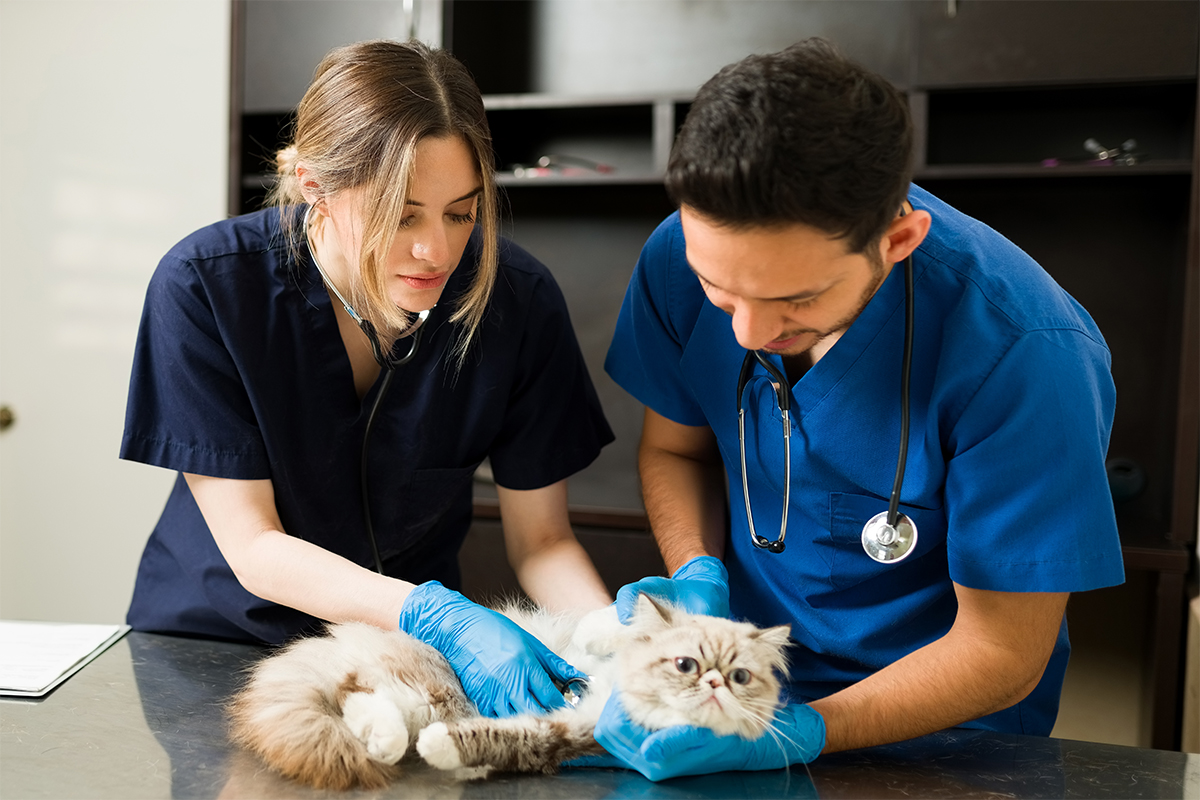 Medic veterinar împreună cu un câine