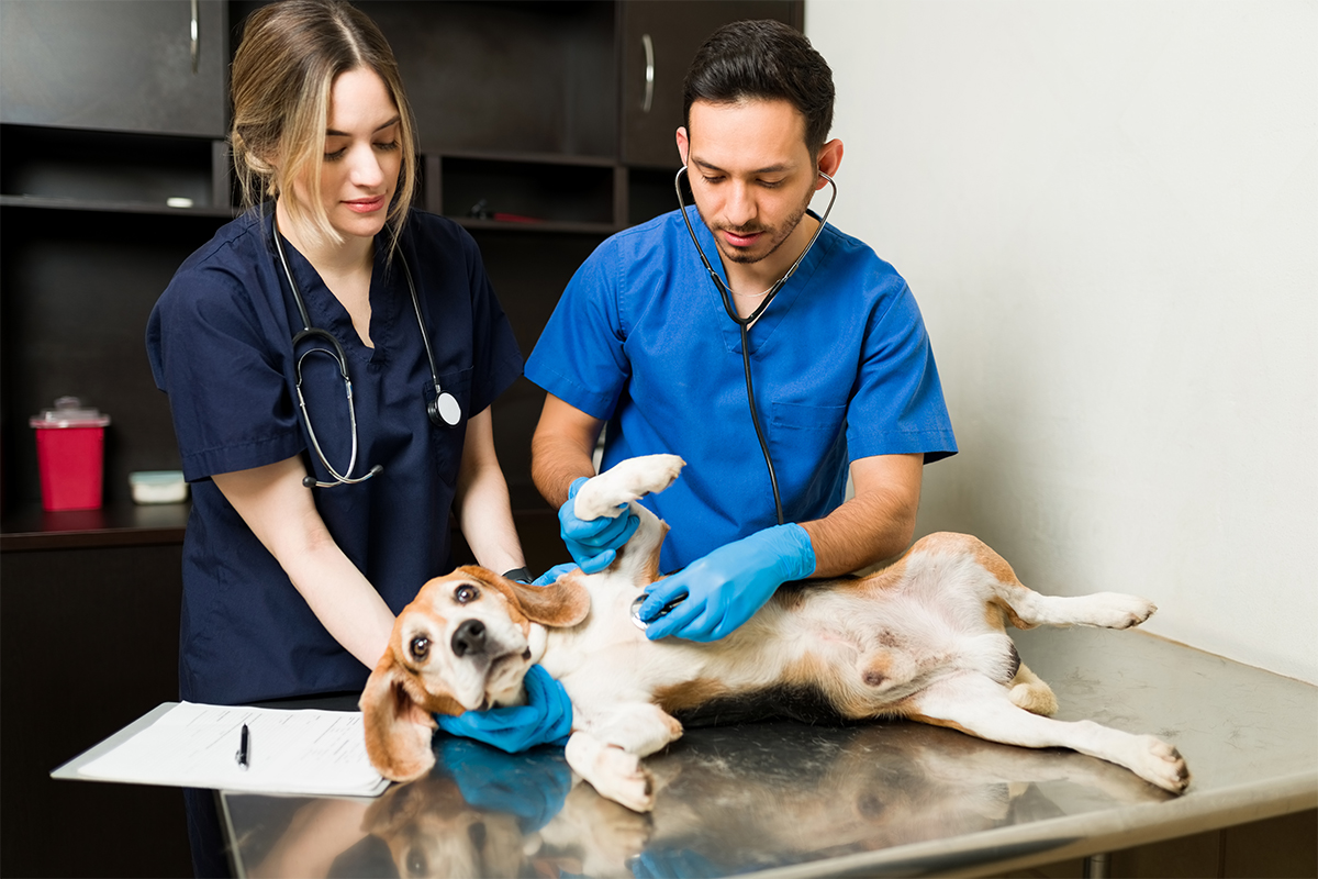 Medic veterinar consultând un câine